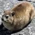 HYRAX logo