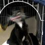blurredcat