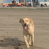 STARBASE DOG logo