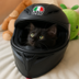 Cat Wif Helmet logo