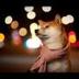 Suki Is DOGE logo