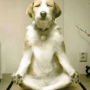 zen dog