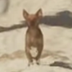GTA 6 CHIHUAHUA logo