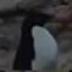 NEW RUSSIAN EMBASSY PENGUIN logo
