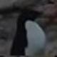 NEW RUSSIAN EMBASSY PENGUIN logo