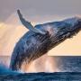 Whalethe