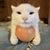 Zhuangzhuang the Apple Cat logo