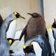 Pesto the Baby King Penguin logo