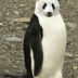 FrostyBamboo logo