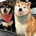 NEW TESLA DOGE'S logo