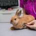 First AI-Enhanced Rabbit logo