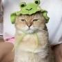 Froppie