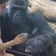 Gorilla Intelligence Agency logo