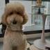 Binance's dog logo