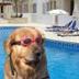 doginthpool logo
