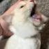 1st Cat Cured of Autism logo