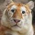 Ava The Golden Tiger logo