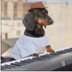 keydog logo