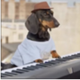 keydog logo
