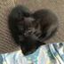 heart cat logo