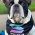 NEW SOLANA DOG logo