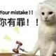 China's New Viral Cat Meme logo