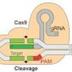 Cas9 logo