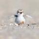 New Baby Seagull logo