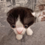 GORK CAT