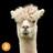 Alpaca