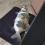 FISHCAT