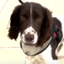 First Crypto Sniffer Dogs logo