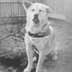 Most Loyal Akita-inu logo