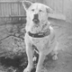 Most Loyal Akita-inu logo