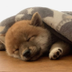 New Shiba logo
