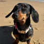 VALERIE 