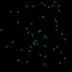 HC1 logo