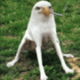 smoking eagle dog logo