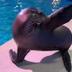 Arie The Sealion logo