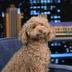 Winnie the Poodle logo