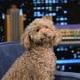 Winnie the Poodle logo