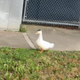 FIRST DUCK ARRESTED logo