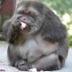 Large Lazy Ape logo