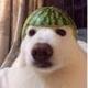 watermelon doge logo