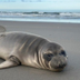 Justice For Seal logo
