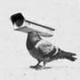 Pigeon Tech logo