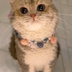 ChatGPT Cat logo