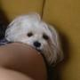 WINSTON