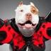 WWE NEW DOG MASCOT ON INSTAGRAM logo