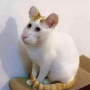RAT